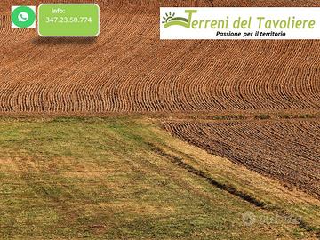 Terreno Seminativo Oliveto a San Paolo di Civitate