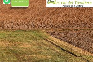 Terreno Seminativo Oliveto a San Paolo di Civitate