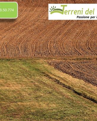 Terreno Seminativo Oliveto a San Paolo di Civitate