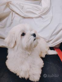 Cucciolo di Maltese