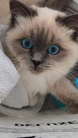 Gatto sacro di Birmania per accoppiamento
