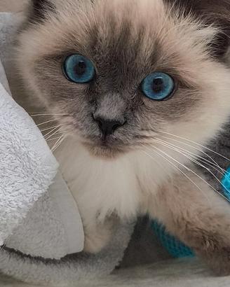 Gatto sacro di Birmania per accoppiamento