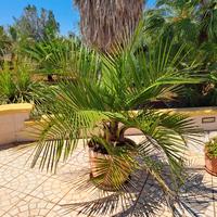 Jubaea chilensis  (palma del cile)