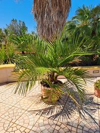 Jubaea chilensis  (palma del cile)