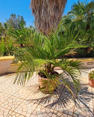 Jubaea chilensis  (palma del cile)
