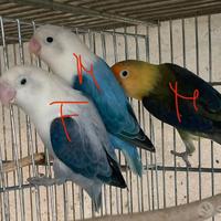 Inseparabili Fischer