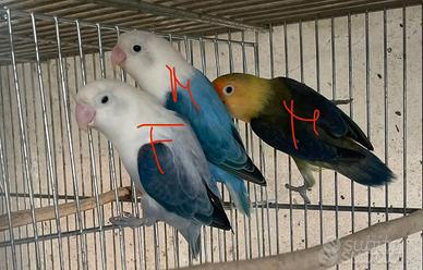 Inseparabili Fischer