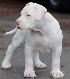 Pitbull Total White