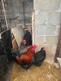 Coppia Marans nero ramato