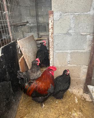 Coppia Marans nero ramato