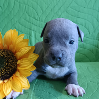 Amstaff American Staffordshire Terrier cuccioli