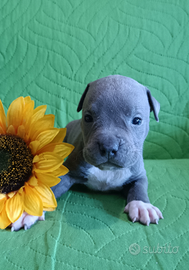 Amstaff American Staffordshire Terrier cuccioli