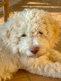 Lagotto romagnolo cucciolo