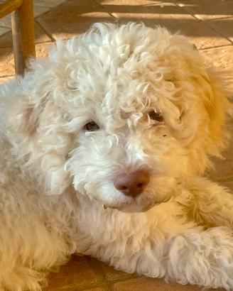 Lagotto romagnolo cucciolo