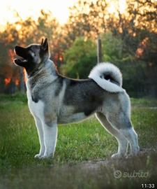 Akita americano