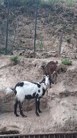 Capra e capretta