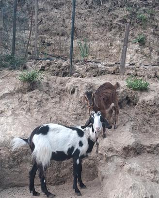 Capra e capretta