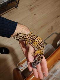 coppia gechi leopardino