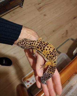 coppia gechi leopardino