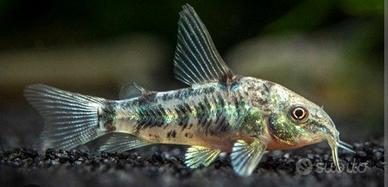 Corydoras paleatus 3-4 esemplari