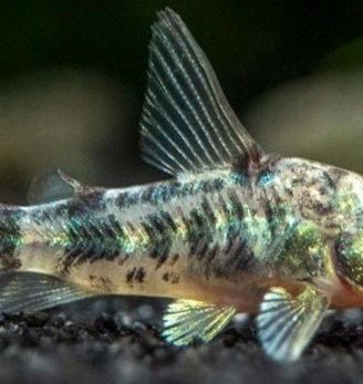 Corydoras paleatus 3-4 esemplari