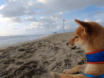 Cucciolo Shiba Inu con pedigree