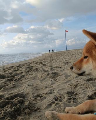Cucciolo Shiba Inu con pedigree