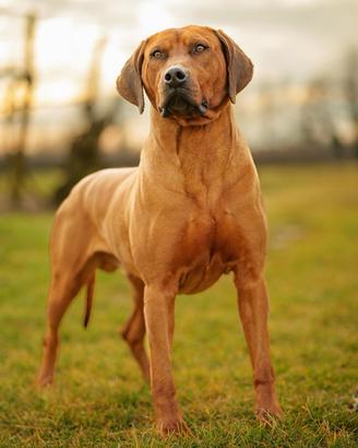 Cuccioli di Rhodesian Ridgeback