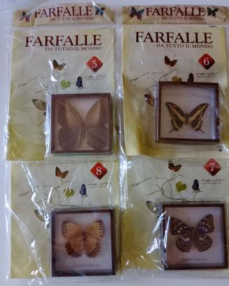 Farfalle da collezione 