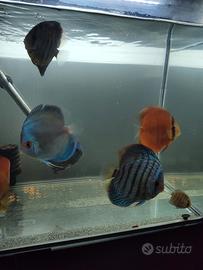 Discus
