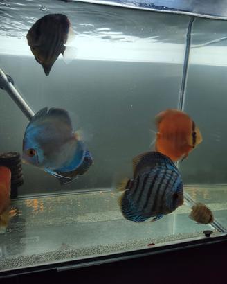 Discus