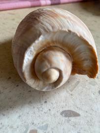 Conchiglie da collezione