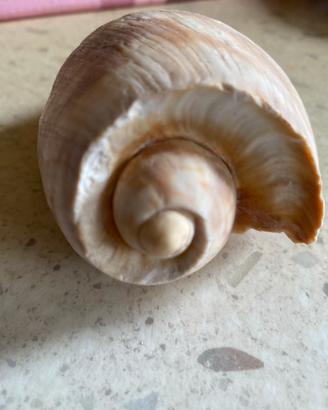 Conchiglie da collezione