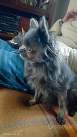 Chihuahua blu pedegree