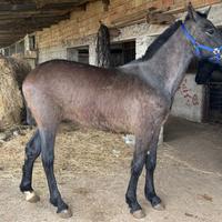 Cavallo puledro