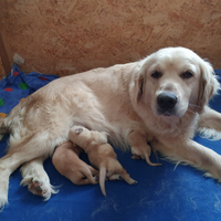 Cuccioli di golden retriever