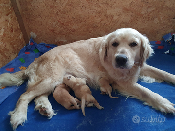 Cuccioli di golden retriever