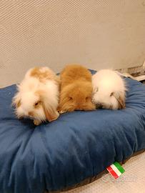 Conigli nani ariete mini lop