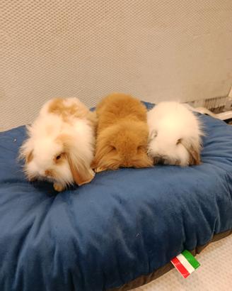 Conigli nani ariete mini lop