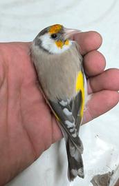 Cardellino