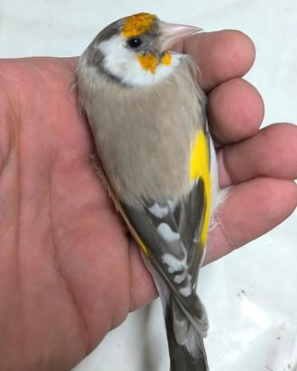Cardellino
