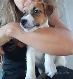 Cucciolo di Jack russell terrier con pedigree