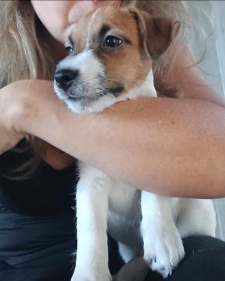 Cucciolo di Jack russell terrier con pedigree