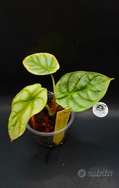 Alocasia Golden Dragon