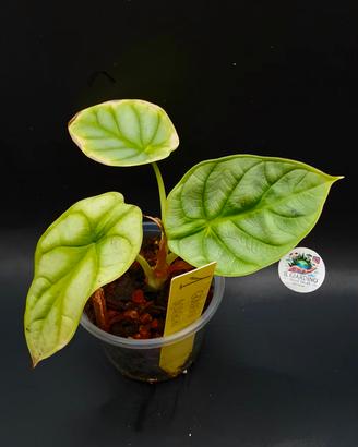 Alocasia Golden Dragon