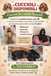 Cuccioli di cocker spaniel