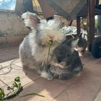Conigli angora inglese
