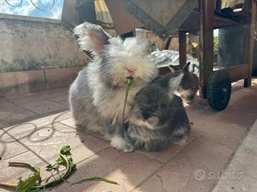 Conigli angora inglese