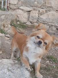 Chihuahua