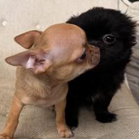 Cuccioli chihuahua 3 mesi